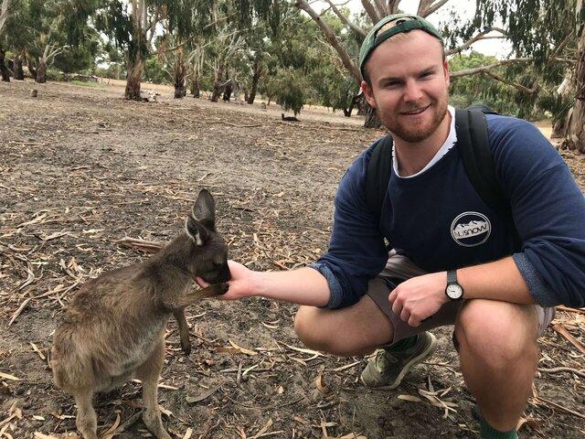 Wallaby Australia