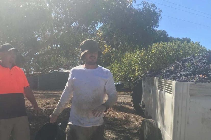 Grape Picking Australia