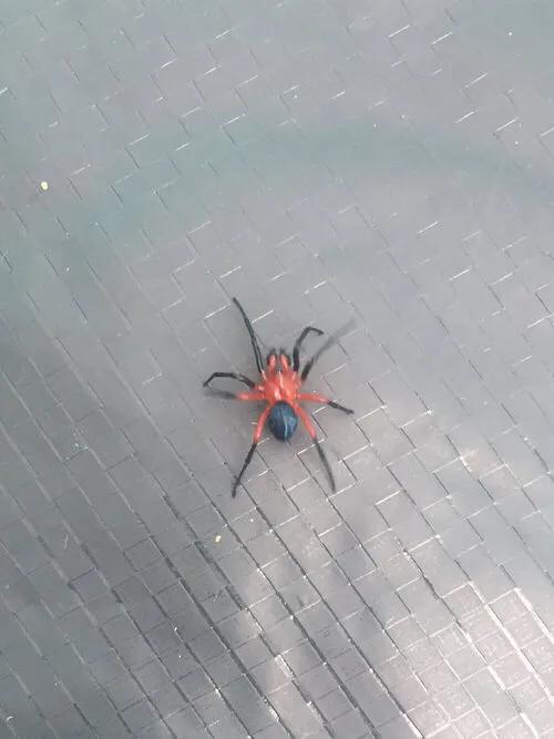 A red and black spider on a dark surface
